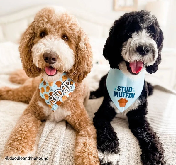 Stud Muffin Dog Bandana - Clive and Bacon